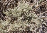 genus Artemisia