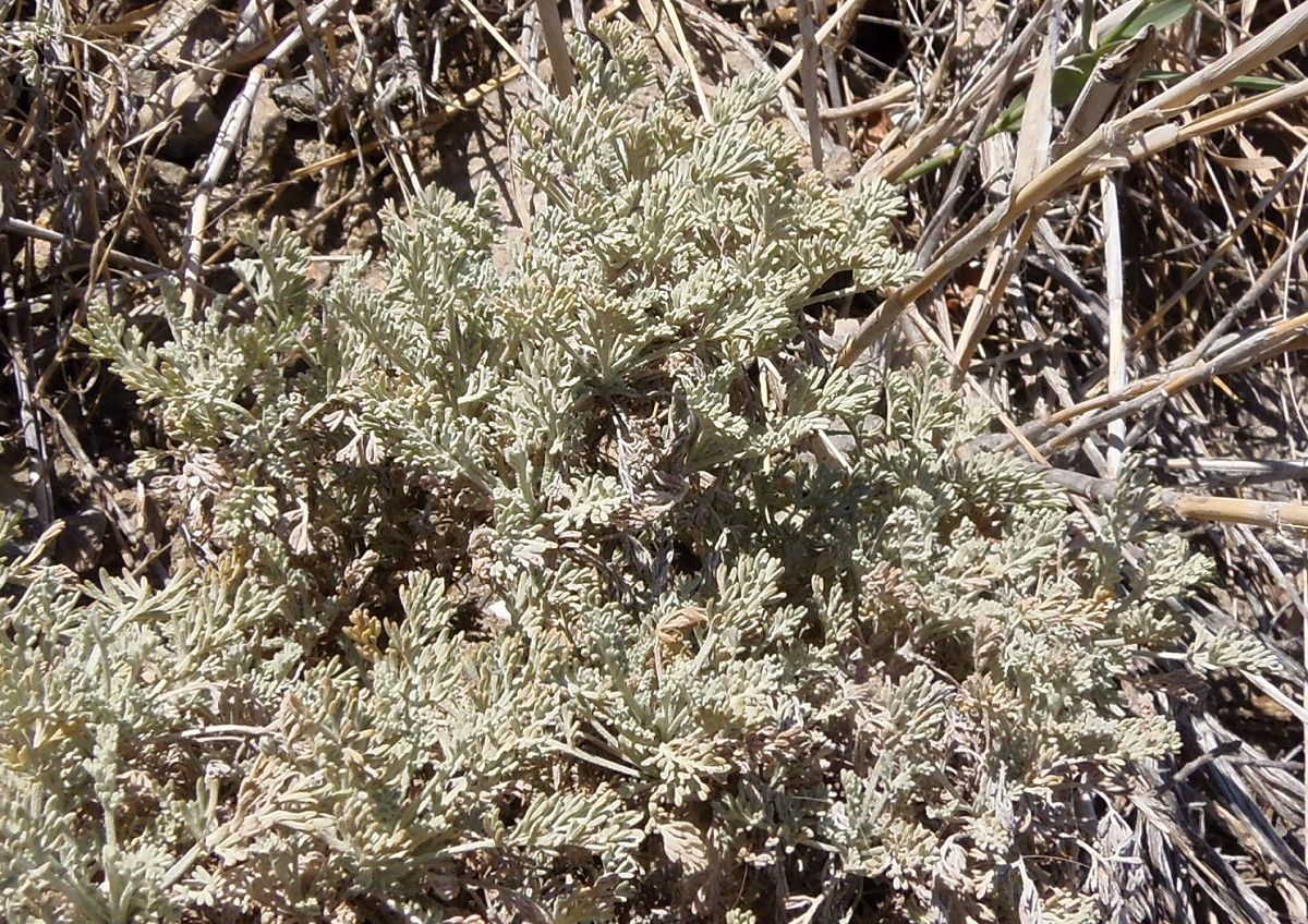 Image of genus Artemisia specimen.