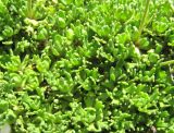 Saxifraga adenophora