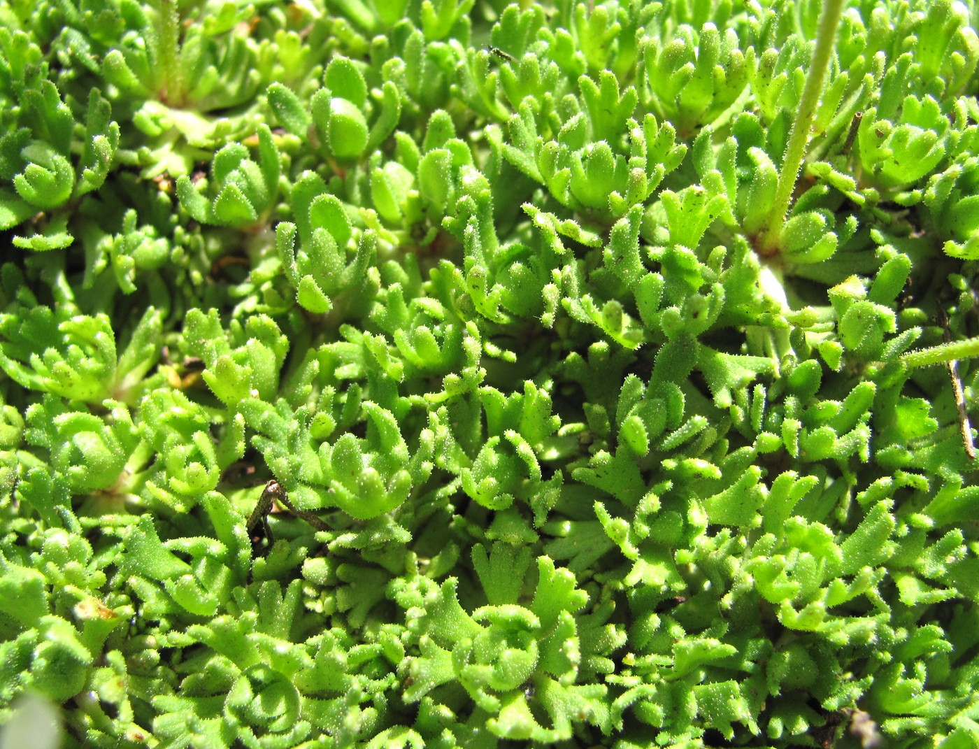 Image of Saxifraga adenophora specimen.