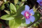 Anagallis arvensis