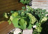 Hydrangea arborescens. Цветуще-плодоносящее растение. Тверская обл., г. Весьегонск, в культуре. 24 августа 2018 г.