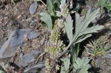 genus Cuscuta. Побеги с соцветиями с цветками и завязями на побеге Artemisia. Грузия, Казбегский муниципалитет, галечный берег р. Сно. 31.07.2018.