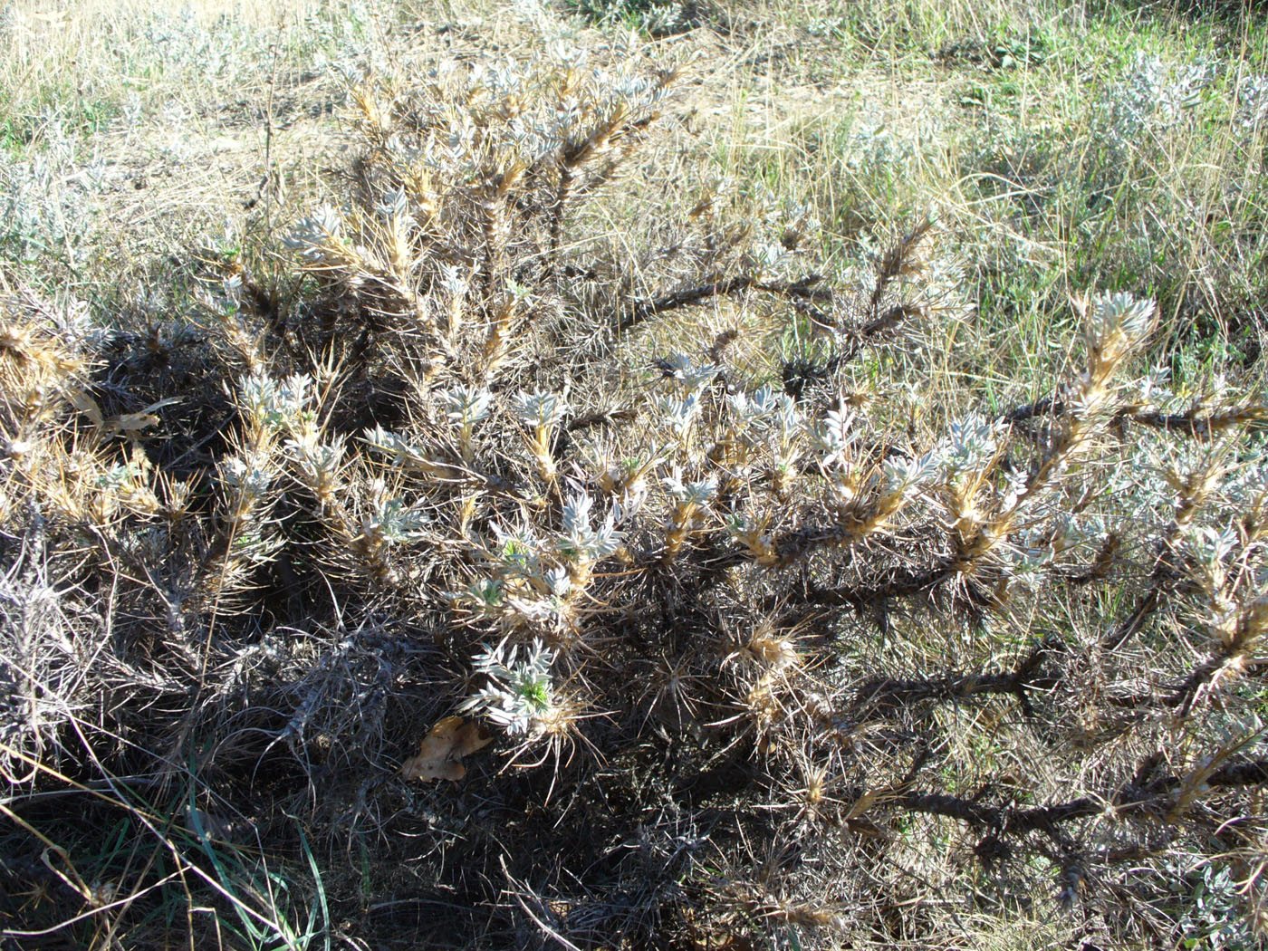 Изображение особи Astragalus arnacantha.