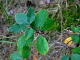 Frangula alnus. Верхушка ветви с плодами. Московская обл., Шатурский р-н, долина р. Поля, опушка сосняка. 18.08.2018.