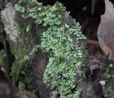 род Cladonia. Талломы на стволе берёзы. Московская обл., Раменский р-н, окр. дер. Хрипань, смешанный лес. 10.10.2018.