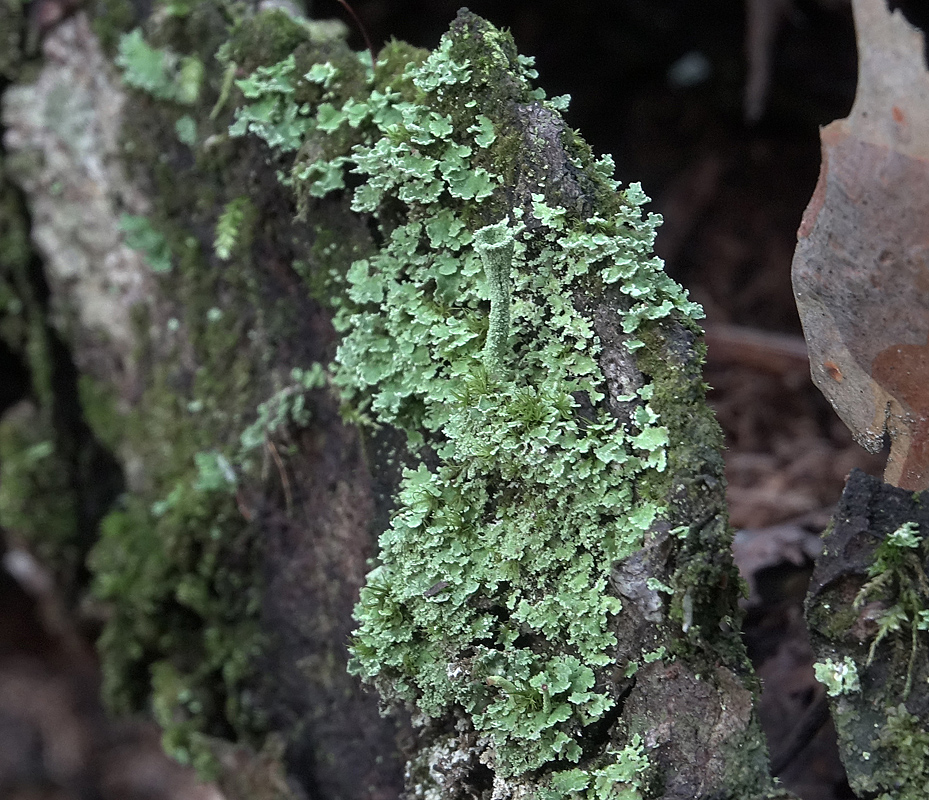 Image of genus Cladonia specimen.