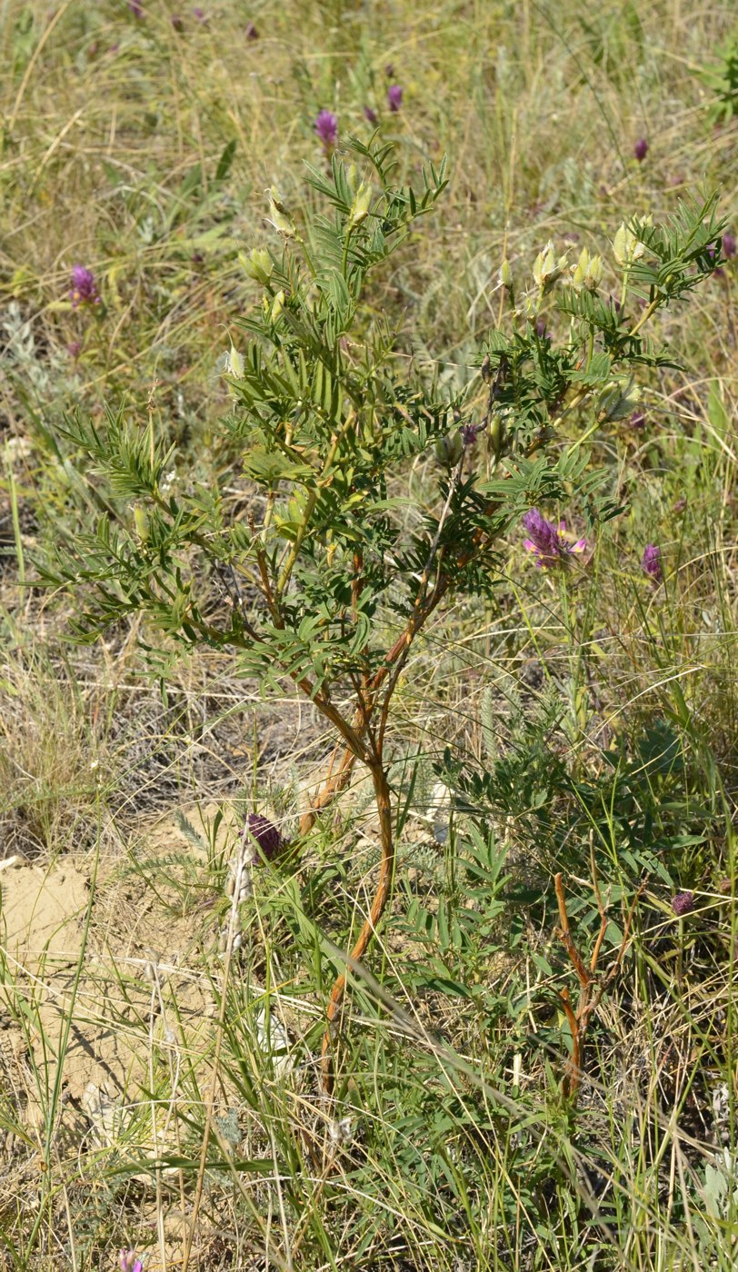 Изображение особи Astragalus oropolitanus.