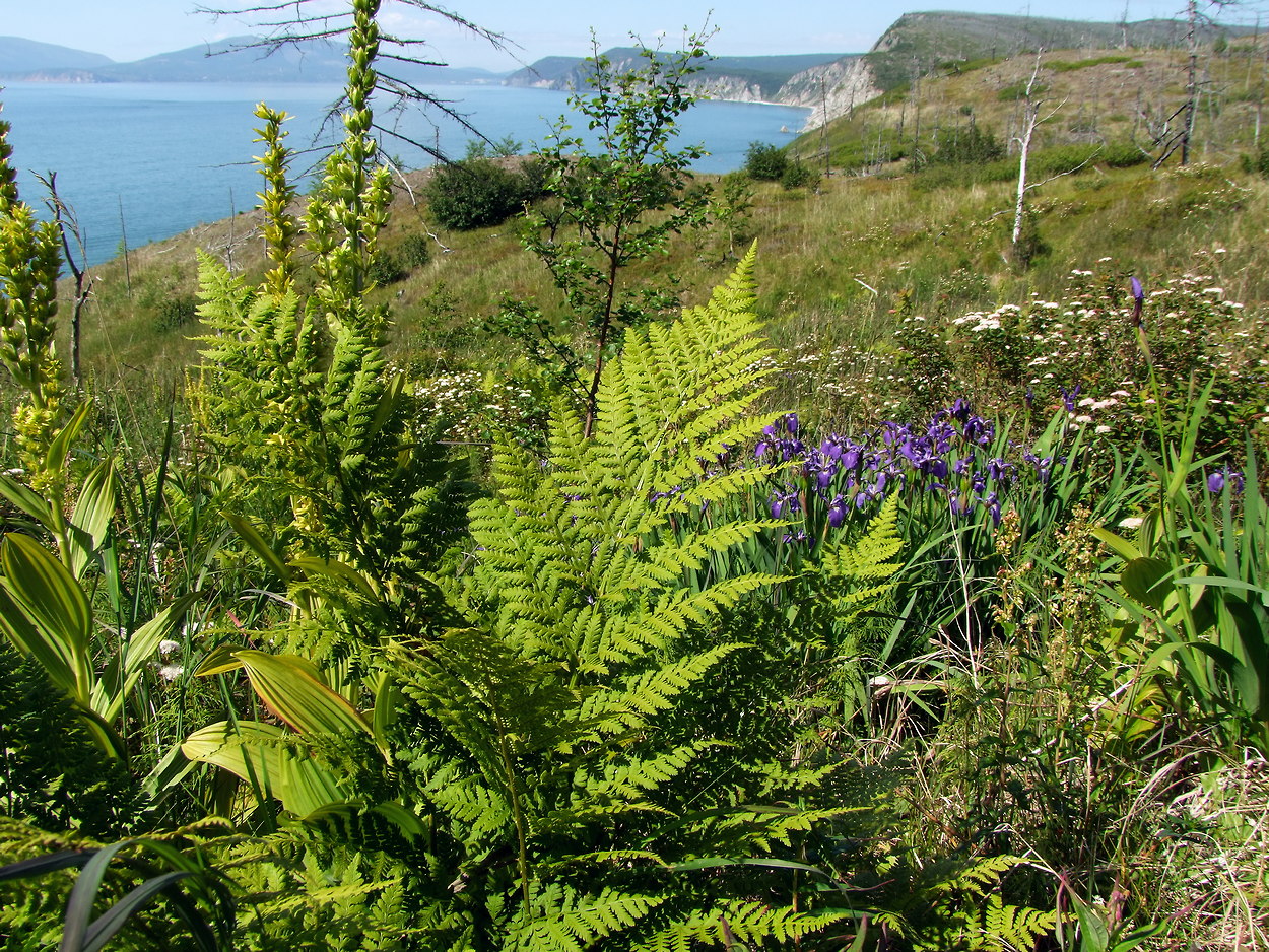 Image of Dryopteris expansa specimen.