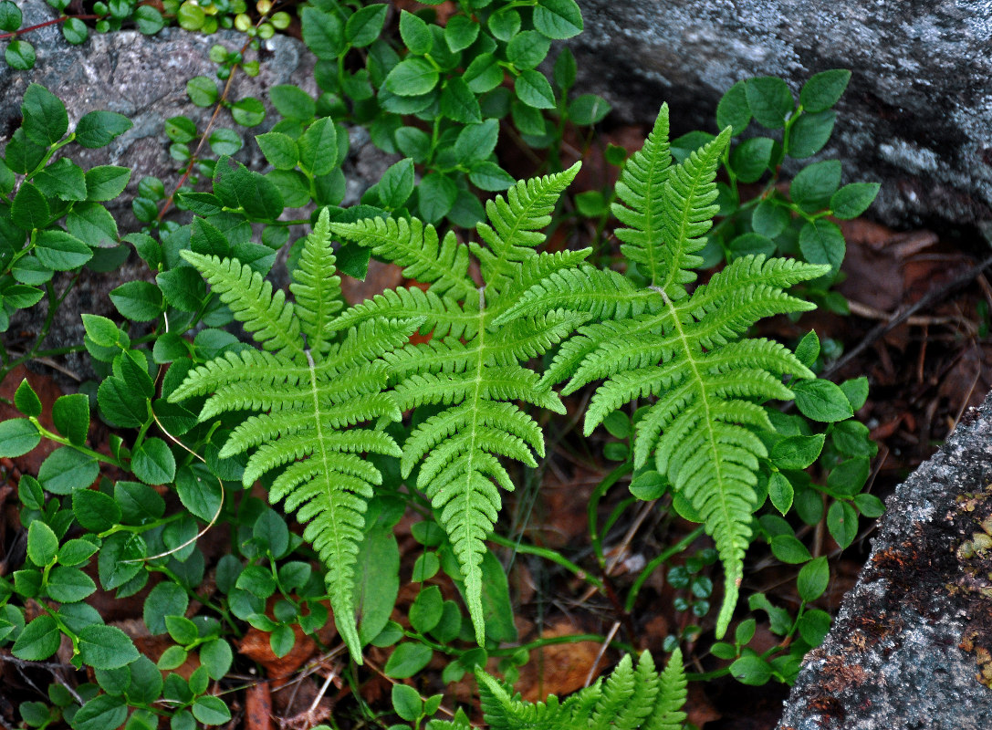 Изображение особи Phegopteris connectilis.