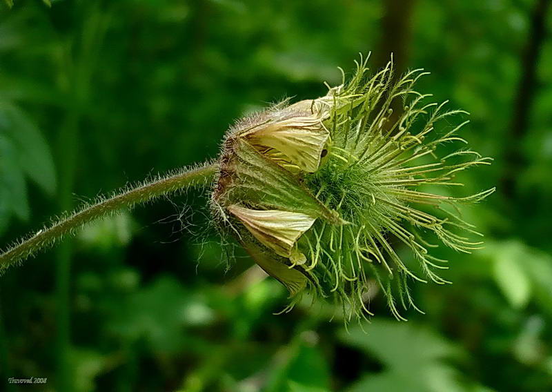 Изображение особи Geum rivale.