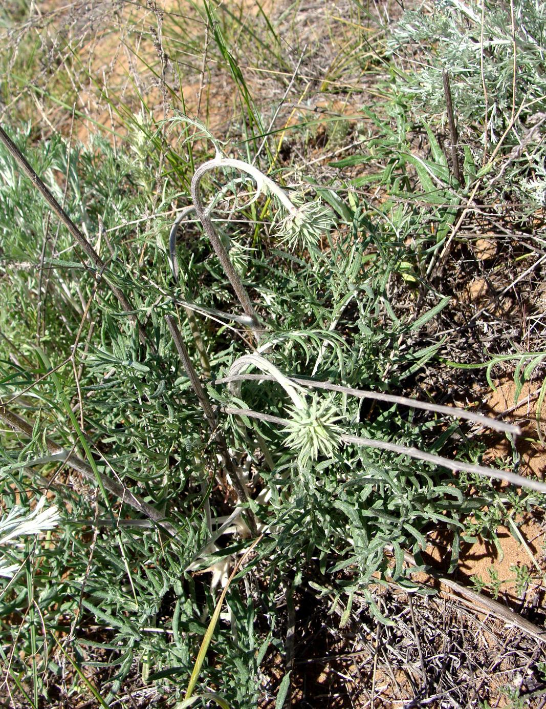 Image of Jurinea ewersmannii specimen.