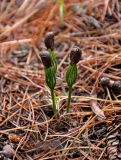 Pinus sibirica. Проростки с верхушками, скрытыми в оболочках семян. Алтай, Катунский хребет, берег оз. Среднее Мультинское, ≈ 1600 м н.у.м., опушка хвойного леса. 03.07.2018.