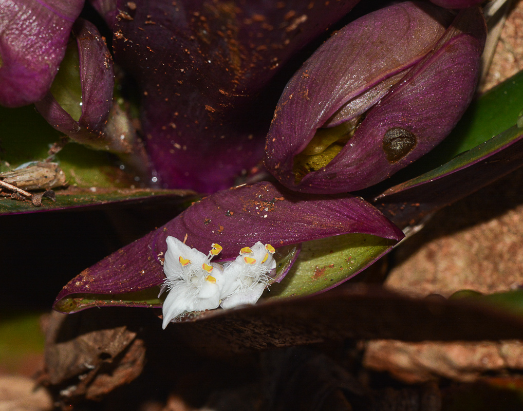 Image of Rhoeo spathacea specimen.