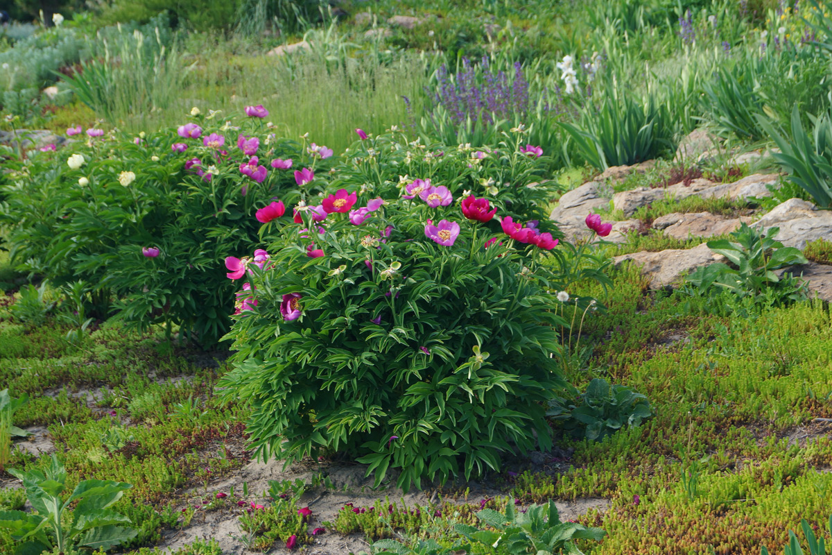 Image of genus Paeonia specimen.