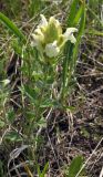 Scutellaria oreades