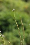 Verbena officinalis