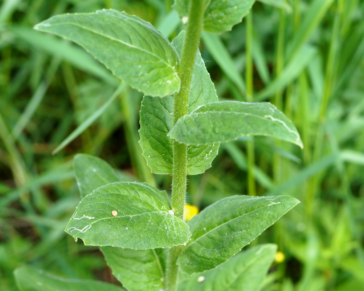 Image of Hesperis sibirica specimen.