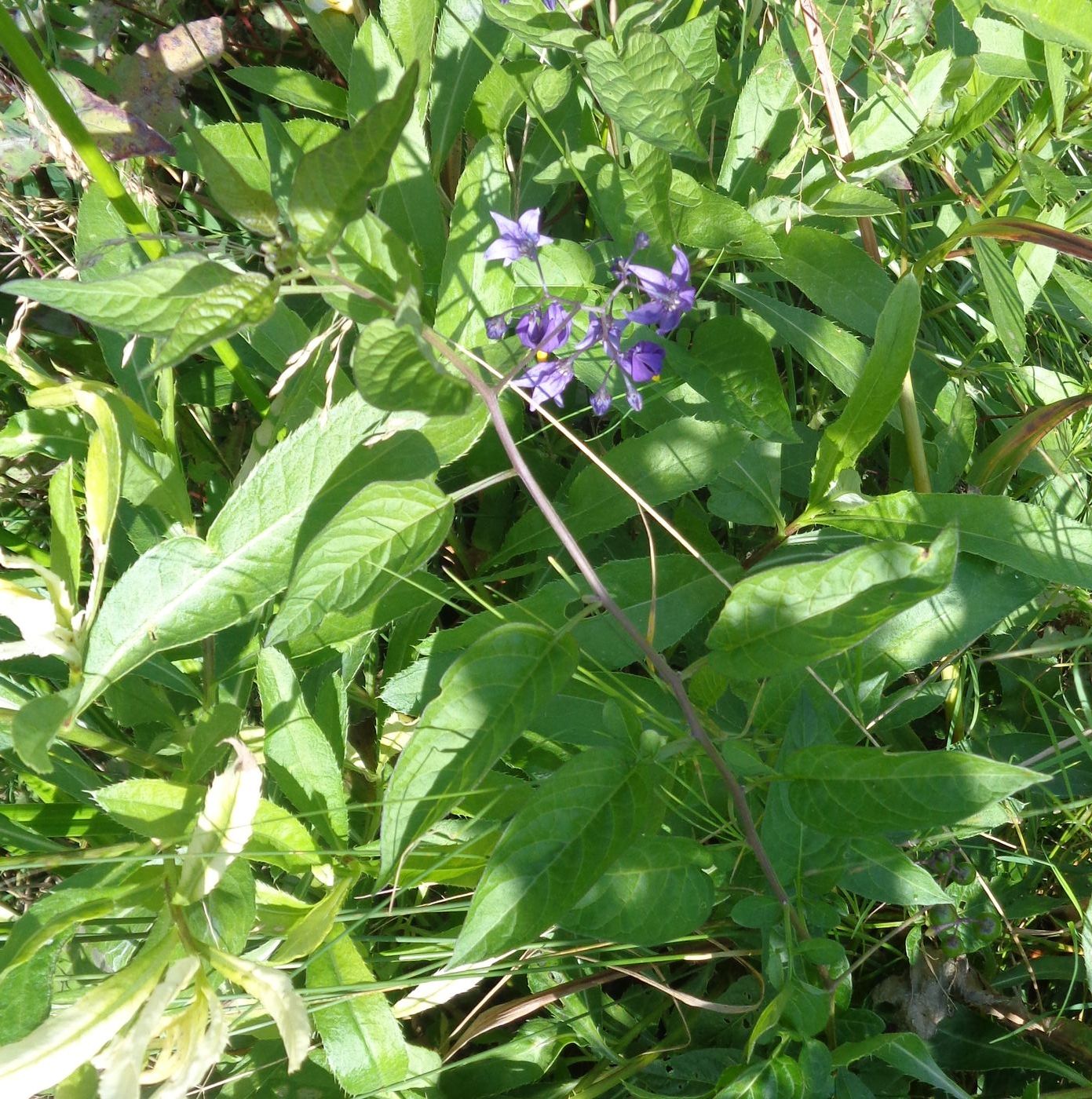 Изображение особи Solanum dulcamara.