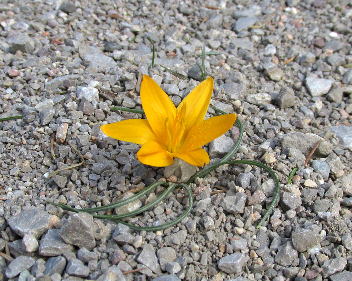 Image of Crocus angustifolius specimen.