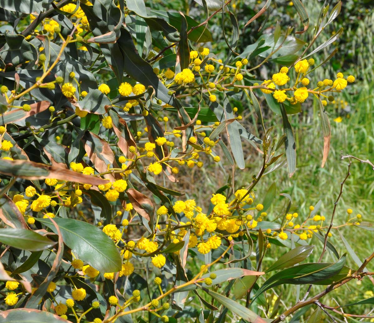 Image of Acacia saligna specimen.