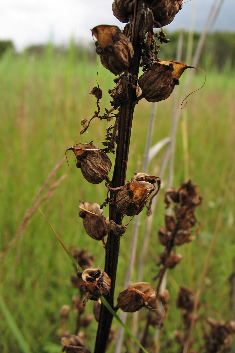 Изображение особи Pedicularis palustris.