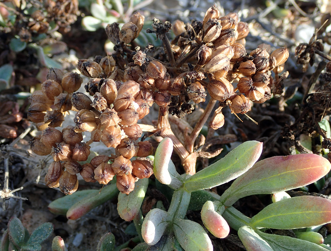 Image of Crithmum maritimum specimen.