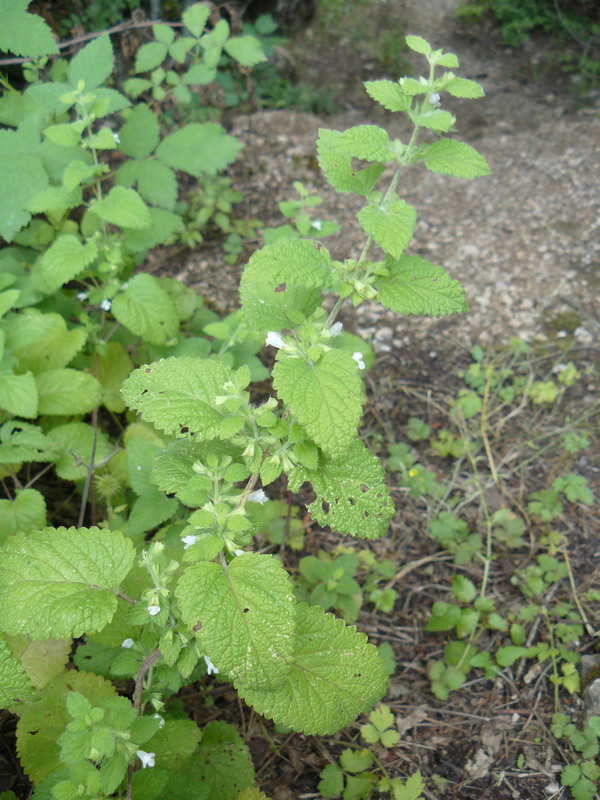 Изображение особи Melissa officinalis.