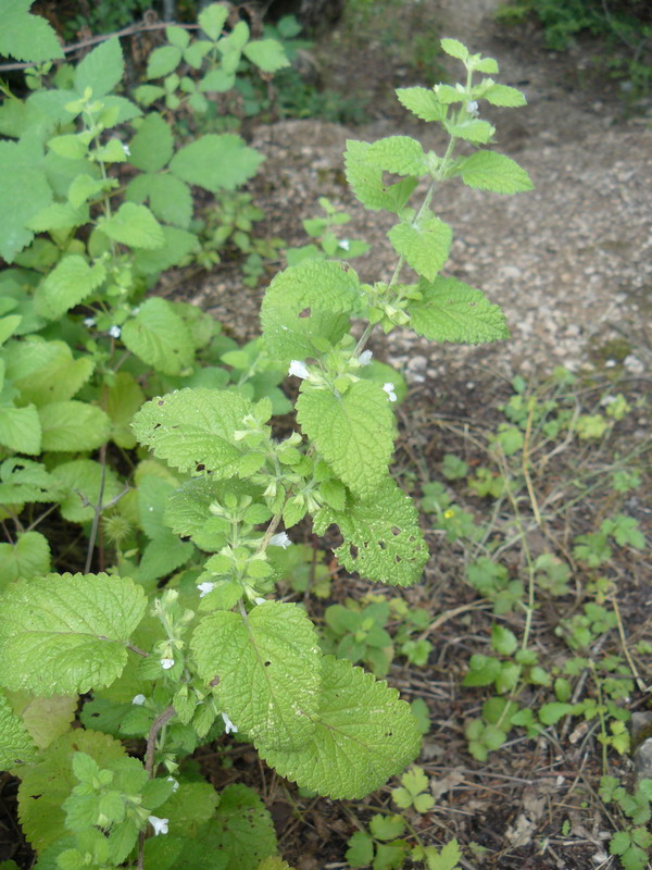 Image of Melissa officinalis specimen.