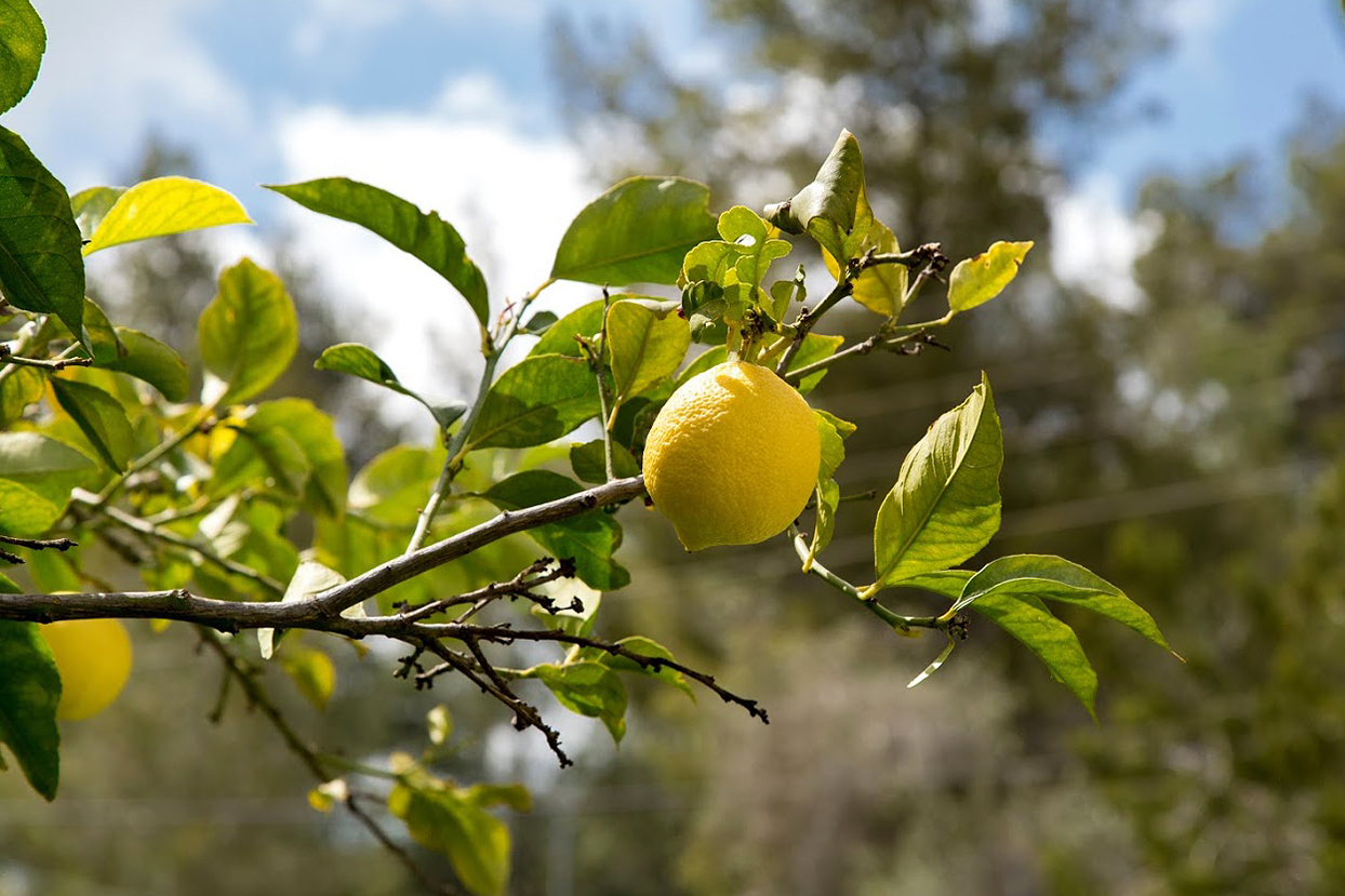 Image of Citrus limon specimen.