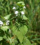 Lamium album