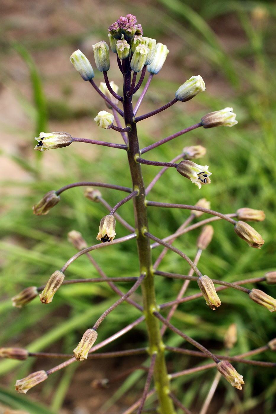 Image of Bellevalia saviczii specimen.