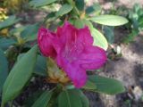 род Rhododendron. Верхушка побега с цветком и бутонами. Тверская обл., г. Тверь, городской сад, клумба. 16.05.2019.