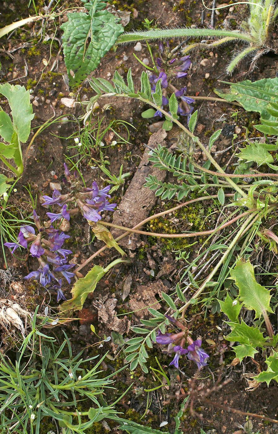 Изображение особи Oxytropis litwinowii.