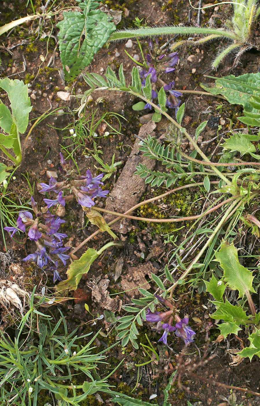 Image of Oxytropis litwinowii specimen.