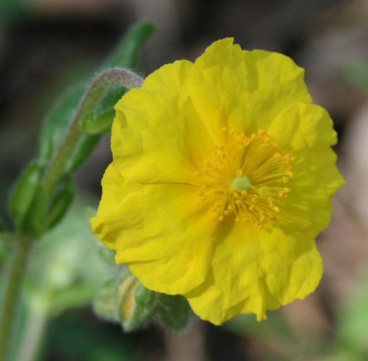 Image of Helianthemum ovatum specimen.