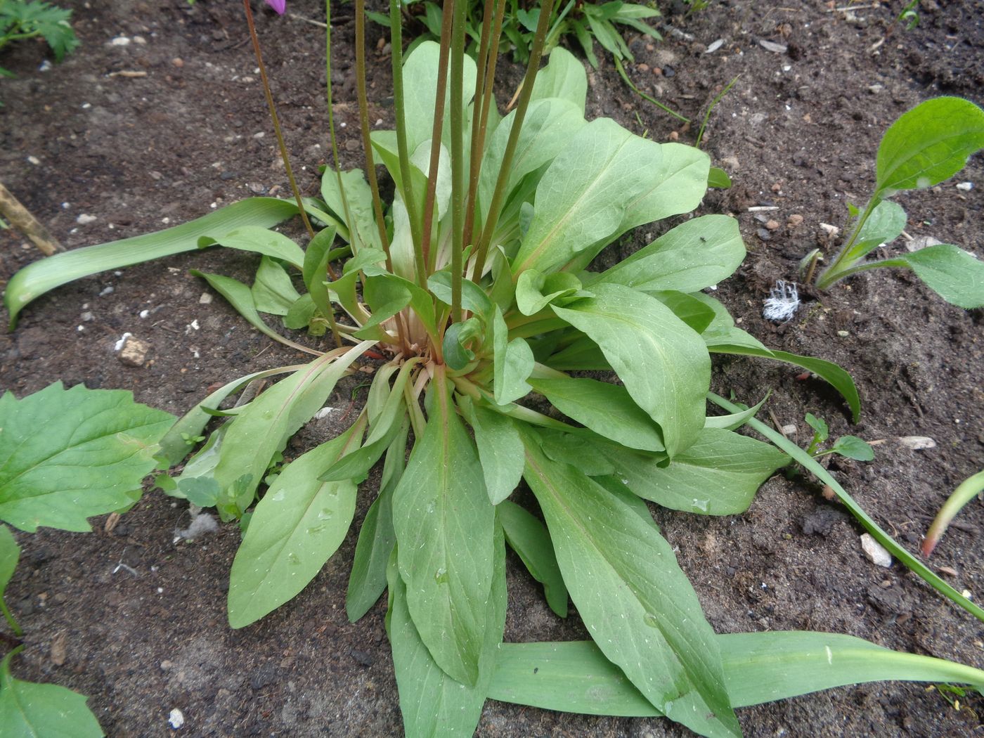 Изображение особи Dodecatheon meadia.