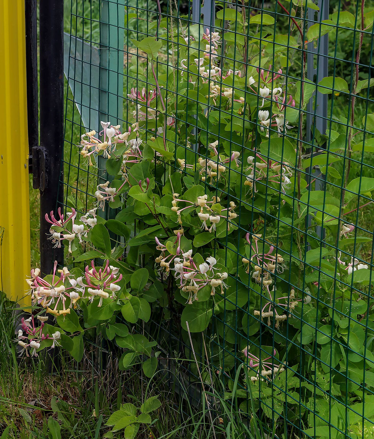 Изображение особи Lonicera caprifolium.