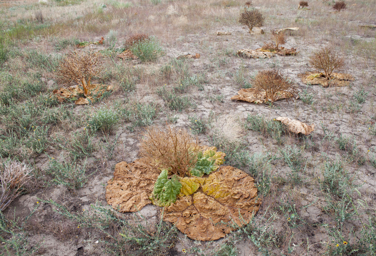 Image of Rheum tataricum specimen.