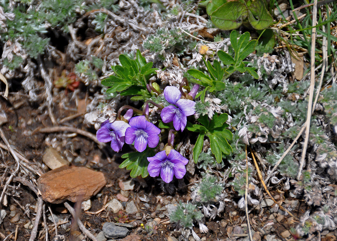 Изображение особи Viola dissecta.