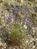 Campanula rotundifolia