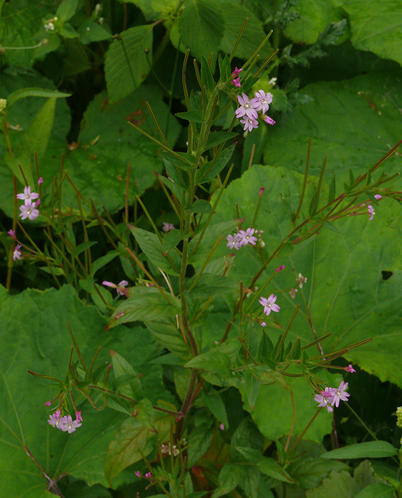 Image of Epilobium adenocaulon specimen.