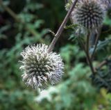 Echinops sphaerocephalus