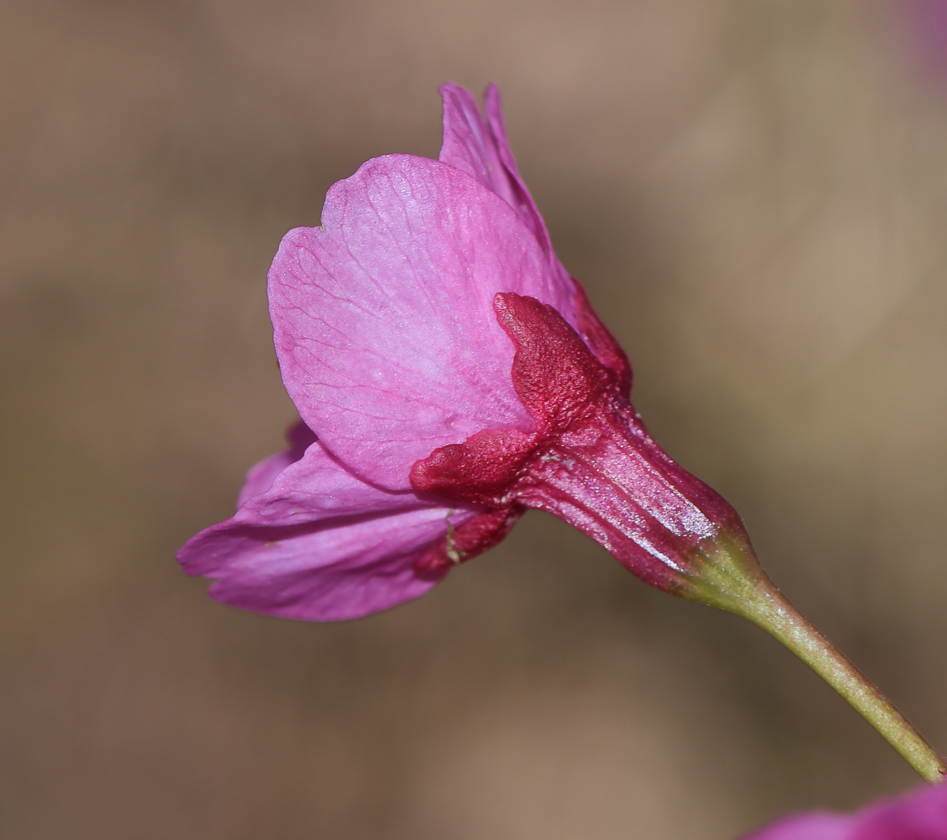 Изображение особи Prunus campanulata.