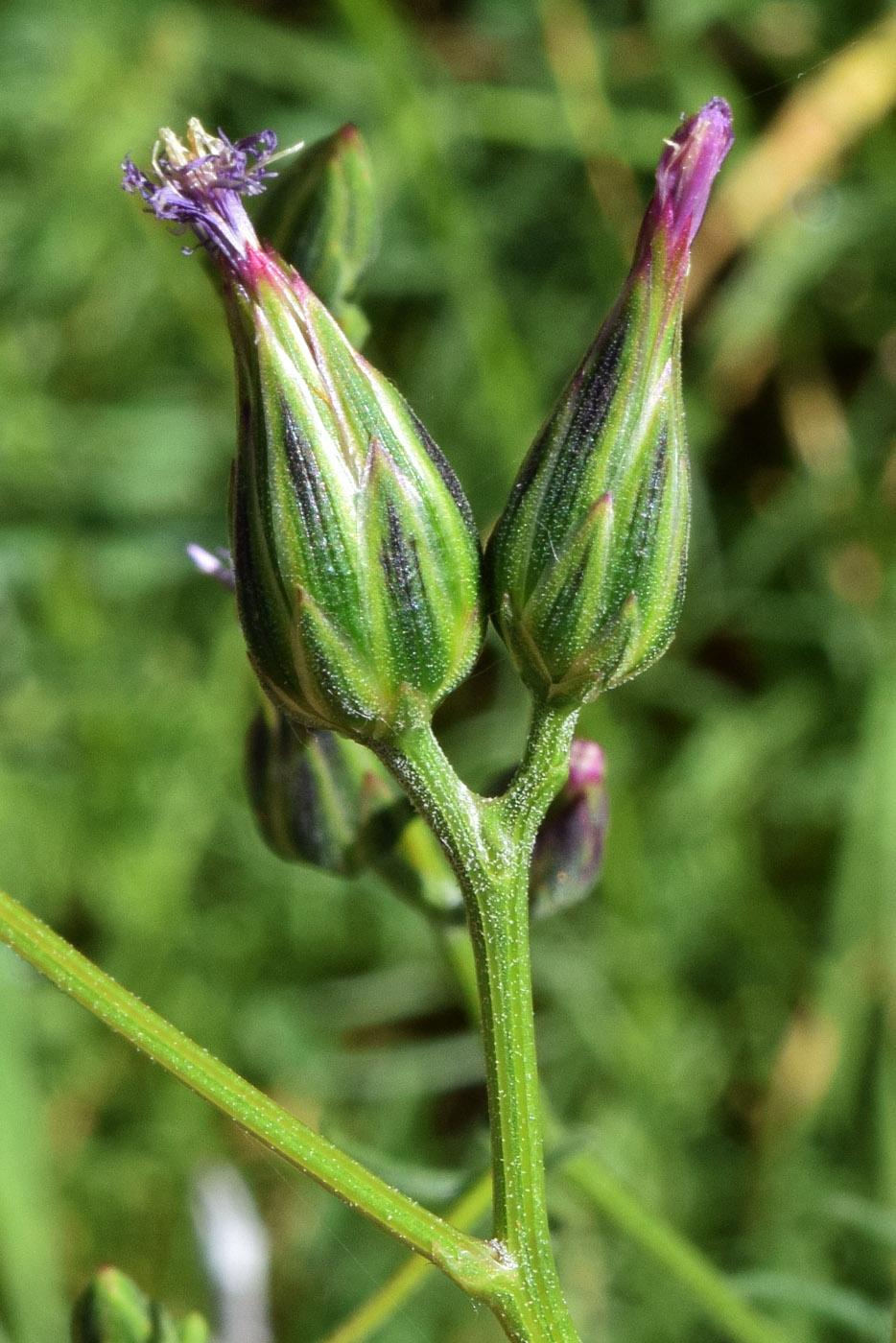 Изображение особи Crupina vulgaris.