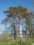 Pinus sylvestris