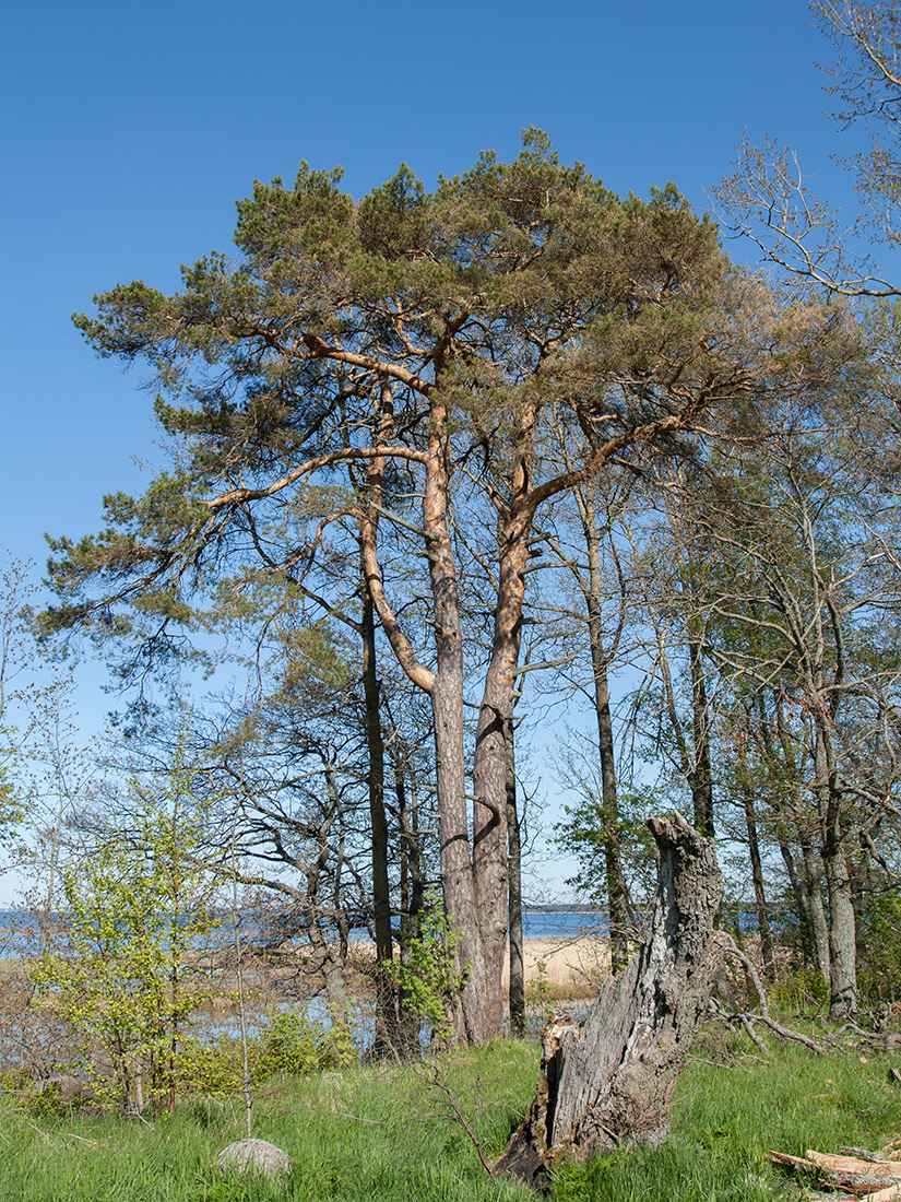 Изображение особи Pinus sylvestris.