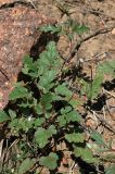 Erodium oxyrhynchum. Плодоносящее растение. Казахстан, Алматинская обл. возле вдхр. Капчагай. 12.05.2010.