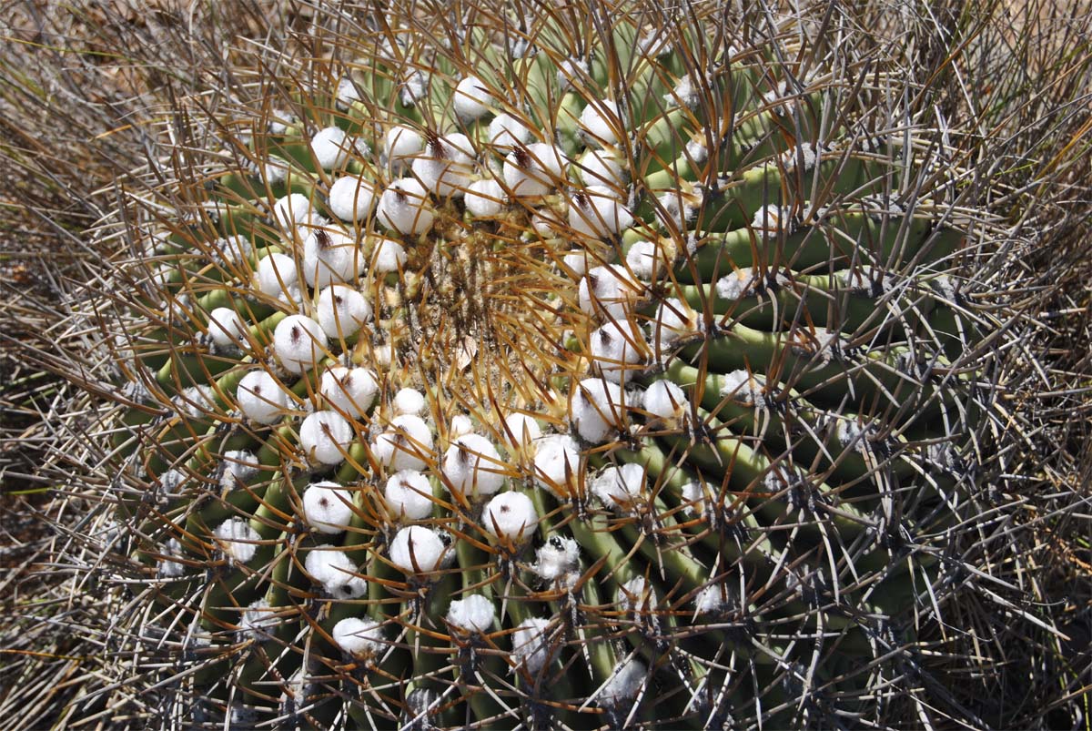 Image of Eriosyce aurata specimen.