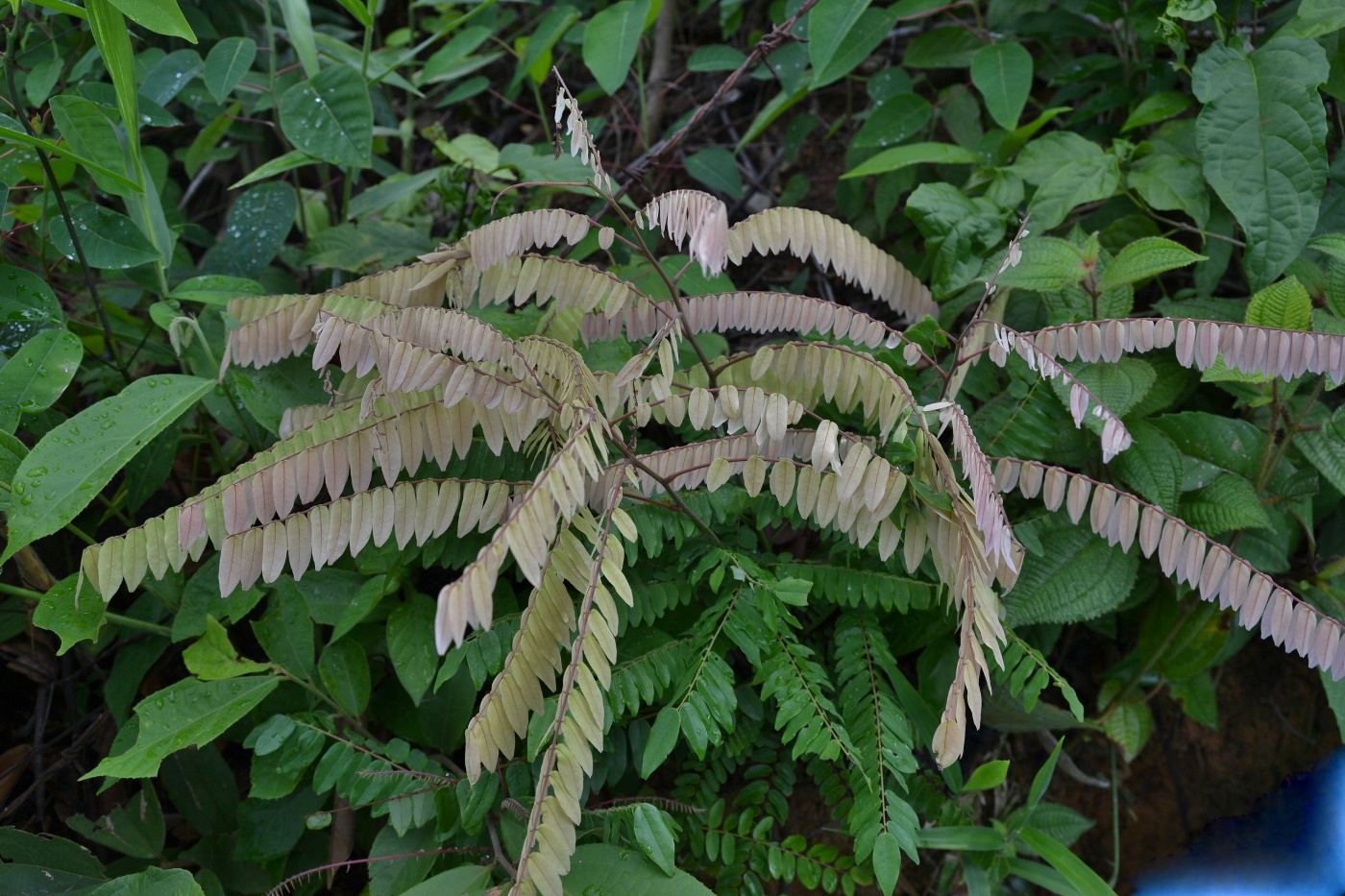 Image of genus Phyllanthus specimen.